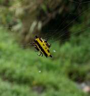 Image of Gasteracantha taeniata (Walckenaer 1841)