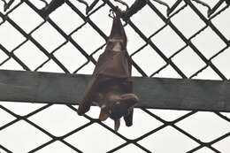 Image of Epauletted Fruit Bat