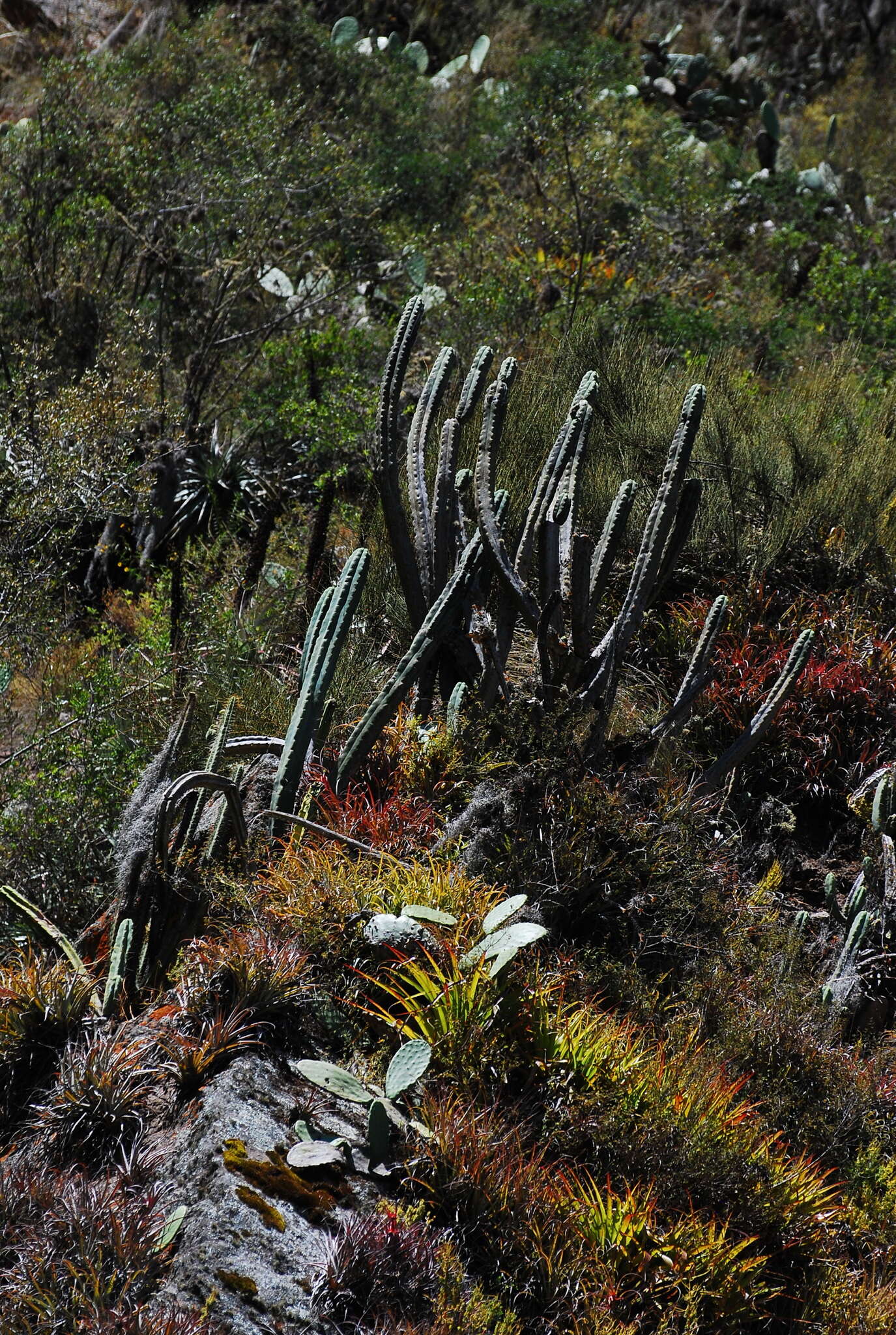 Image of Bolivian Torch Cactus