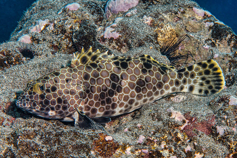 Слика од Epinephelus macrospilos (Bleeker 1855)