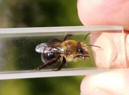 Image of Eucera frater albopilosa (Fowler 1899)