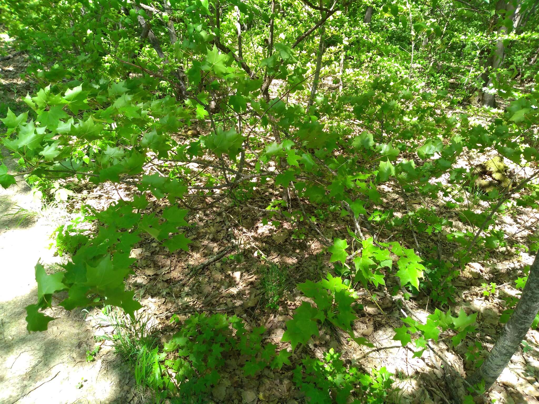 Plancia ëd Acer cappadocicum subsp. cappadocicum