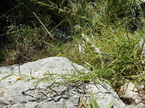 Image of western goldentop