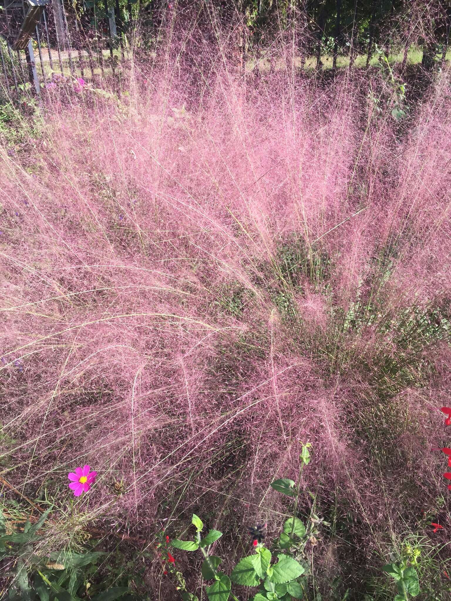 Image of hairawn muhly