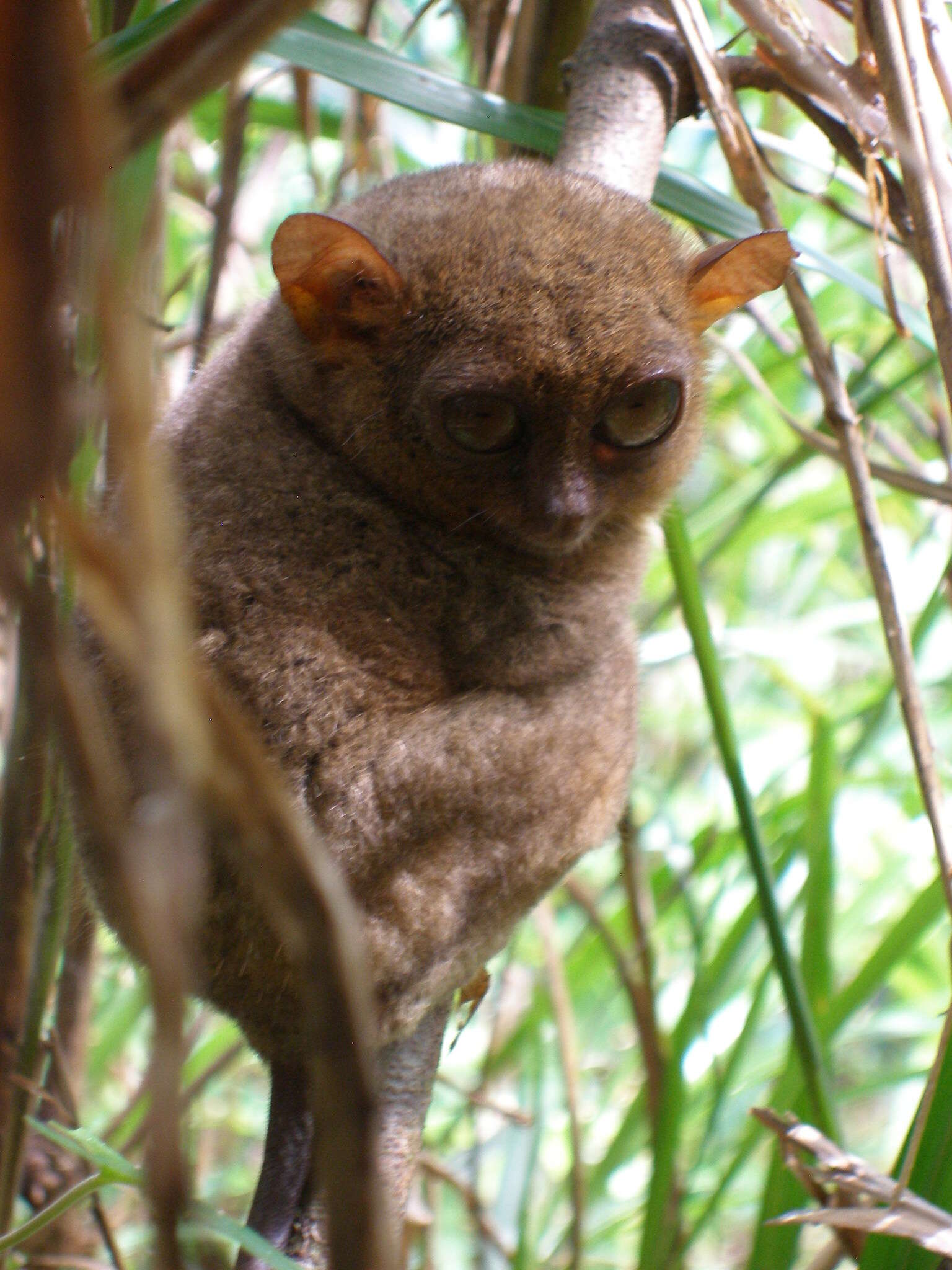 Image of Carlito syrichta fraterculus (Miller 1911)