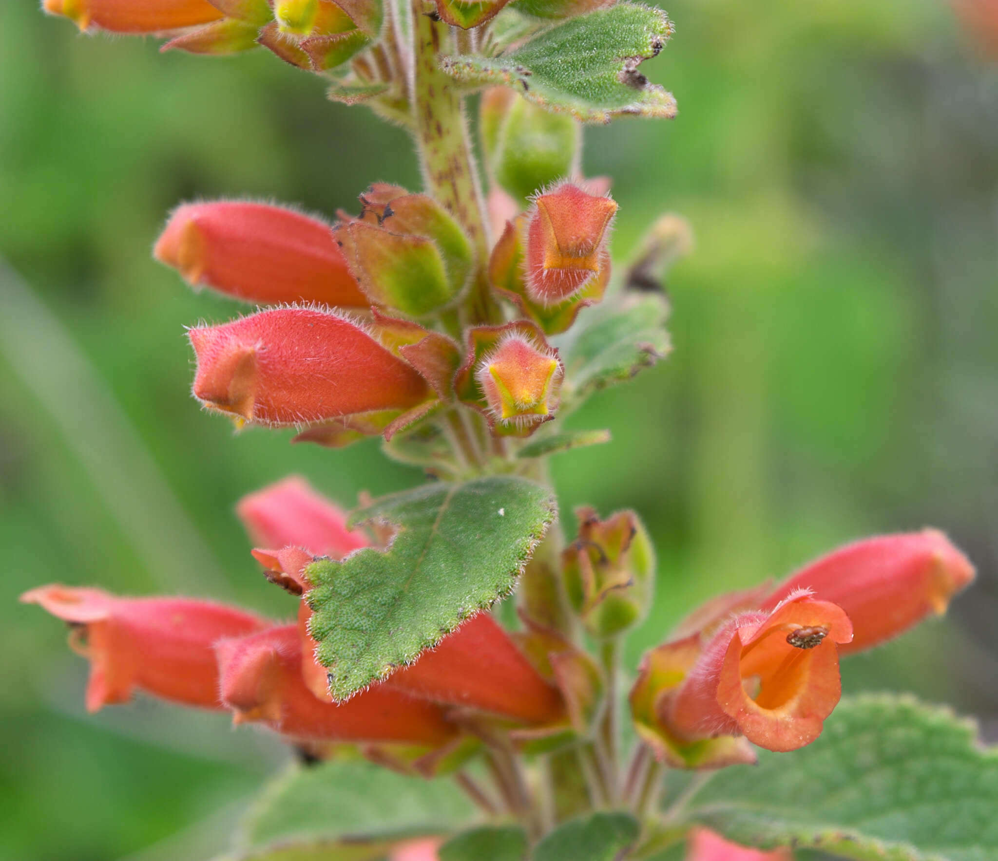 Image of Sinningia incarnata (Aubl.) Denham