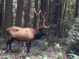 Image of North American elk