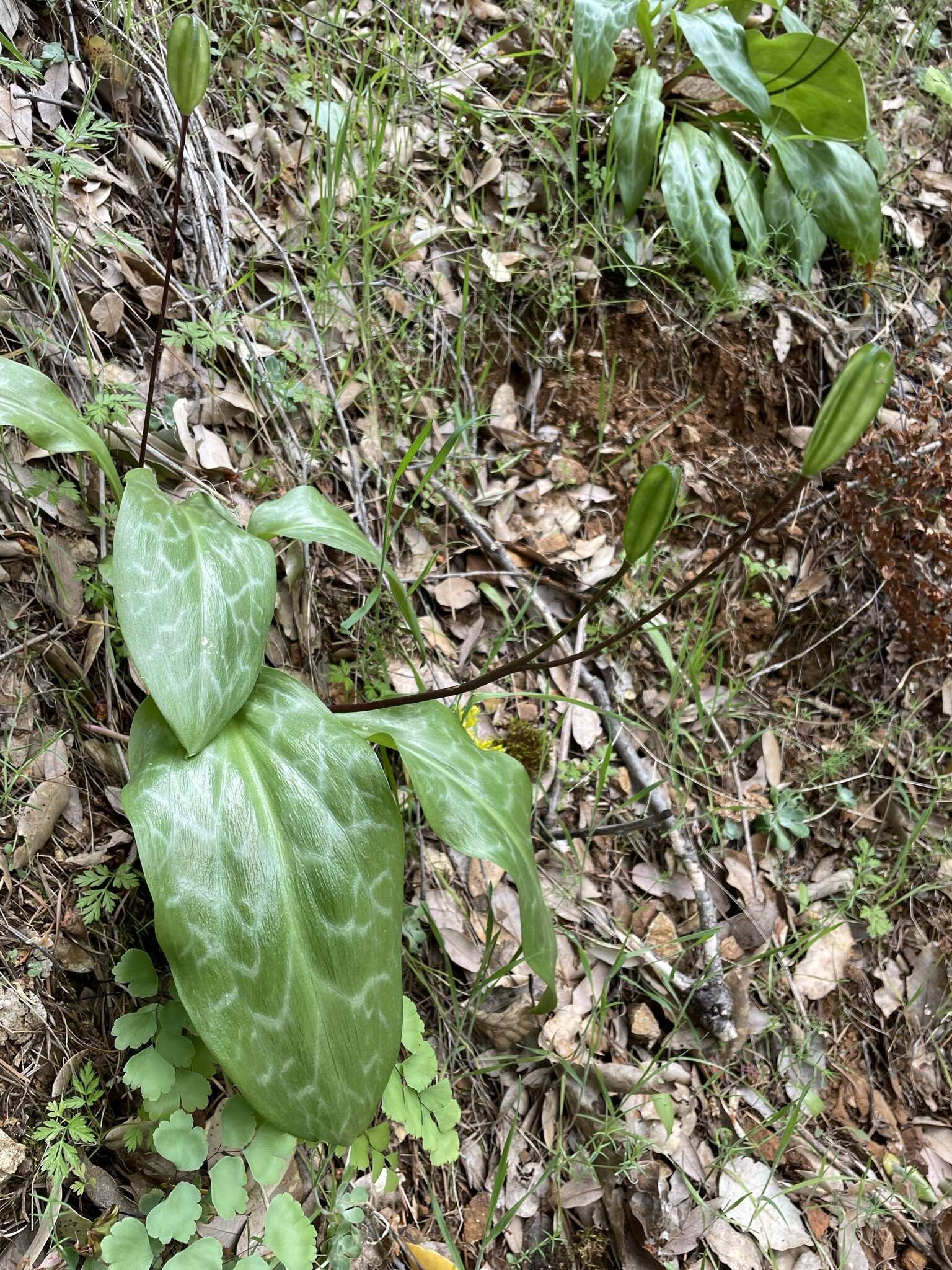 Image of Erythronium shastense D. A. York, J. K. Nelson & D. W. Taylor