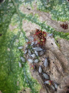 Image of Squash Bug