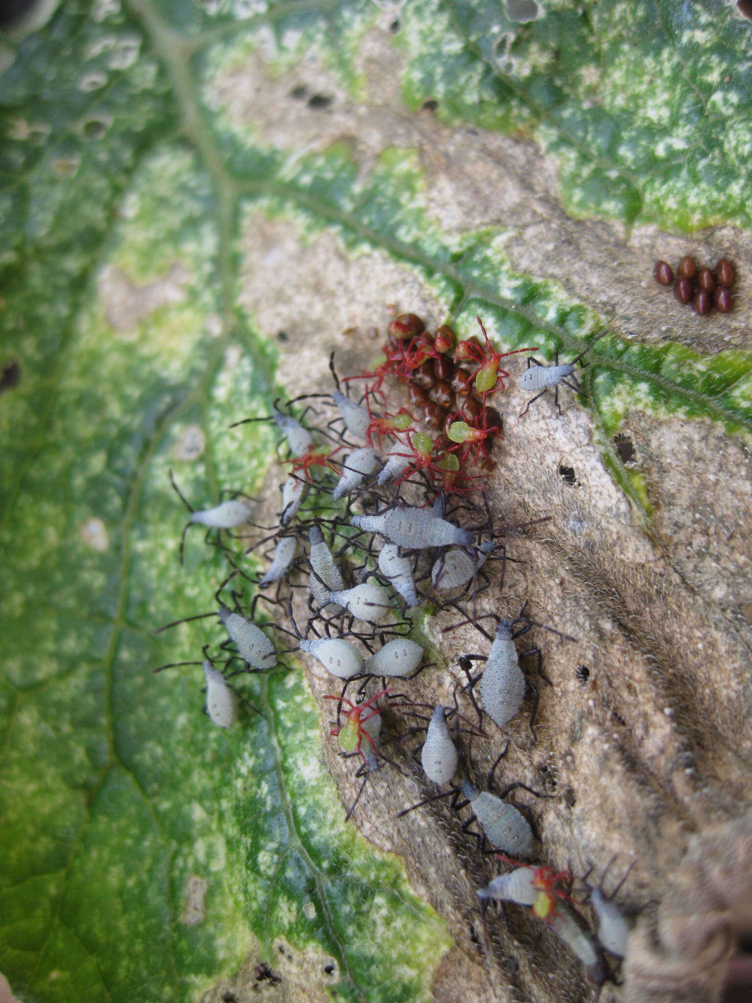 Image of Squash Bug