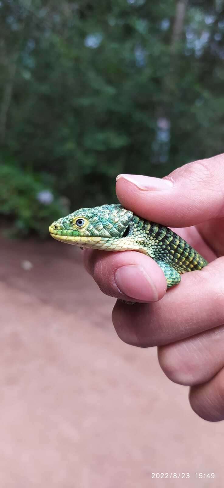 Слика од Abronia graminea (Cope 1864)