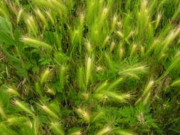 Image of Hordeum jubatum L.