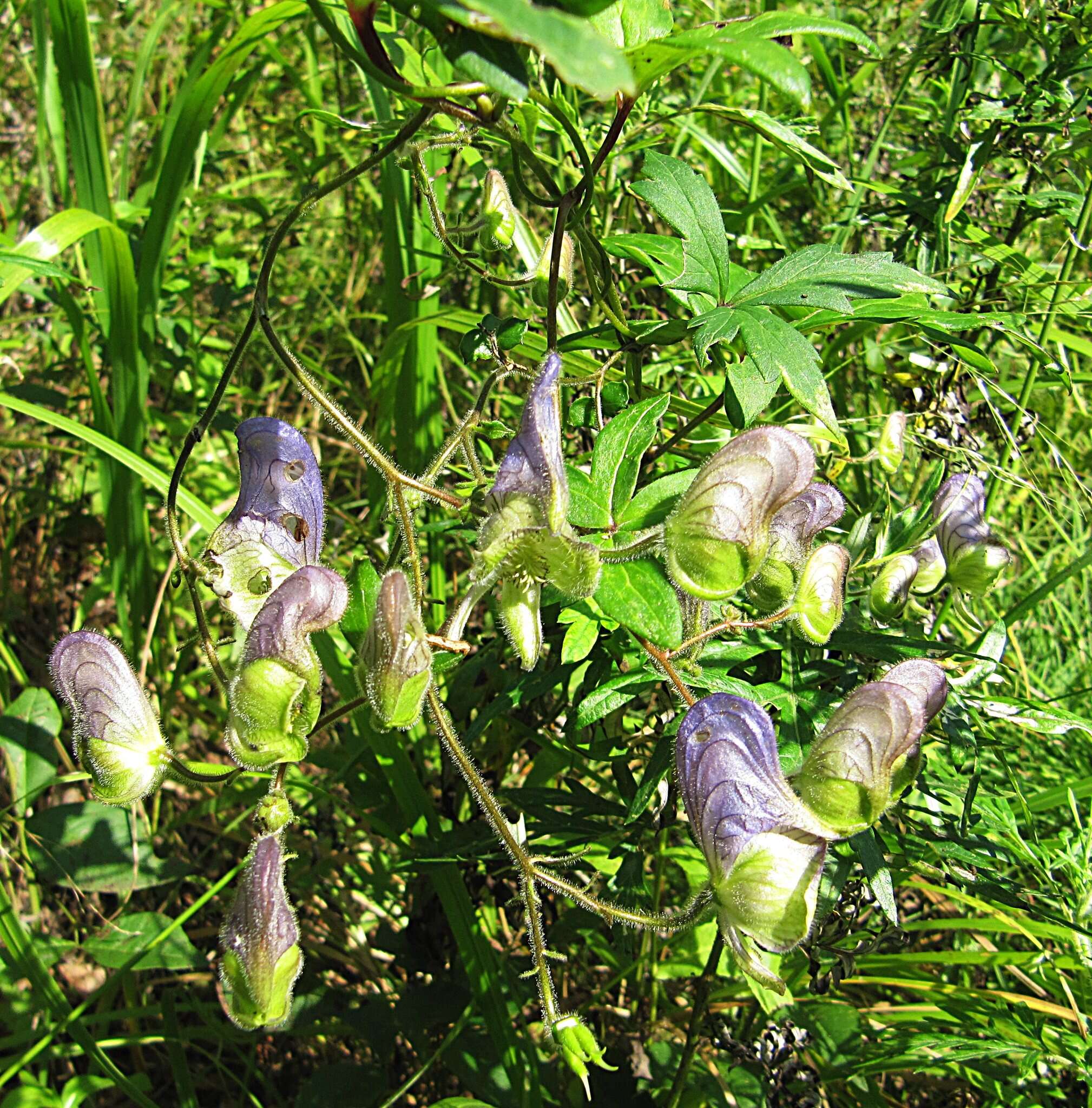 Image of Aconitum volubile Pall.