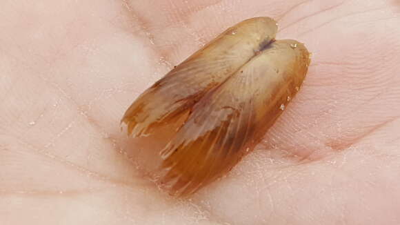 Image of Atlantic Awning Clam