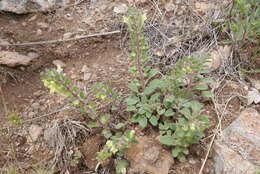 Image of Scutellaria salviifolia Benth.