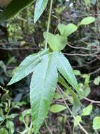 Image of Passiflora flexipes Triana & Planch.