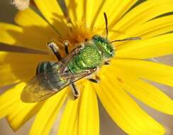 Agapostemon obliquus (Provancher 1888)的圖片