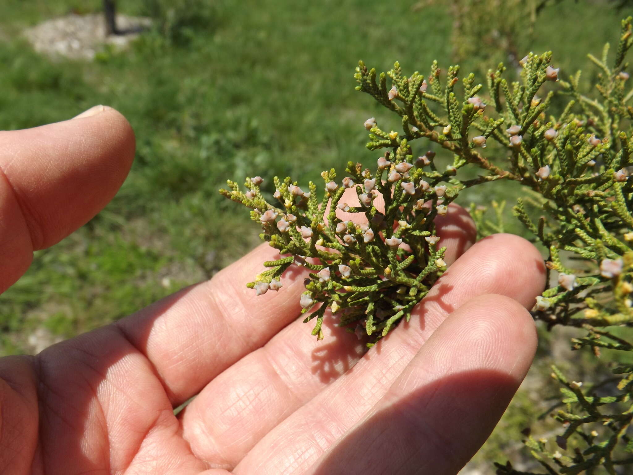 Image of Eastern Juniper