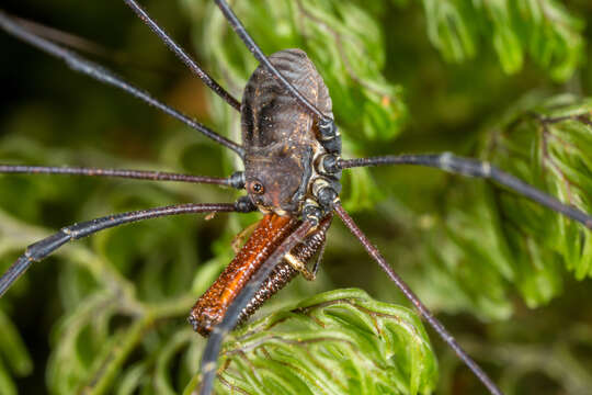 Image of <i>Pantopsalis coronata</i>