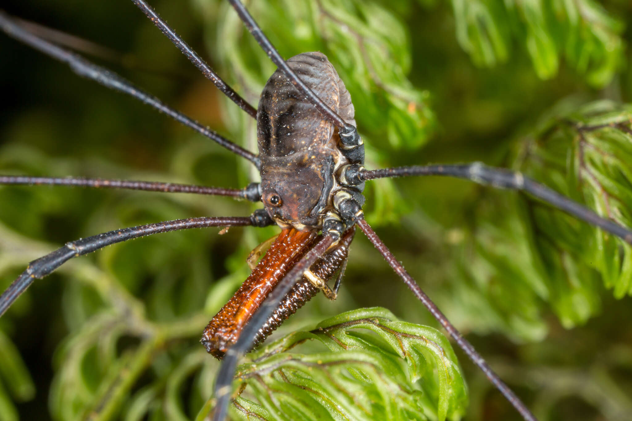 Image of <i>Pantopsalis coronata</i>