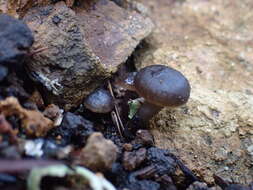 Image of Tephrocybe anthracophila (Lasch) P. D. Orton 1969