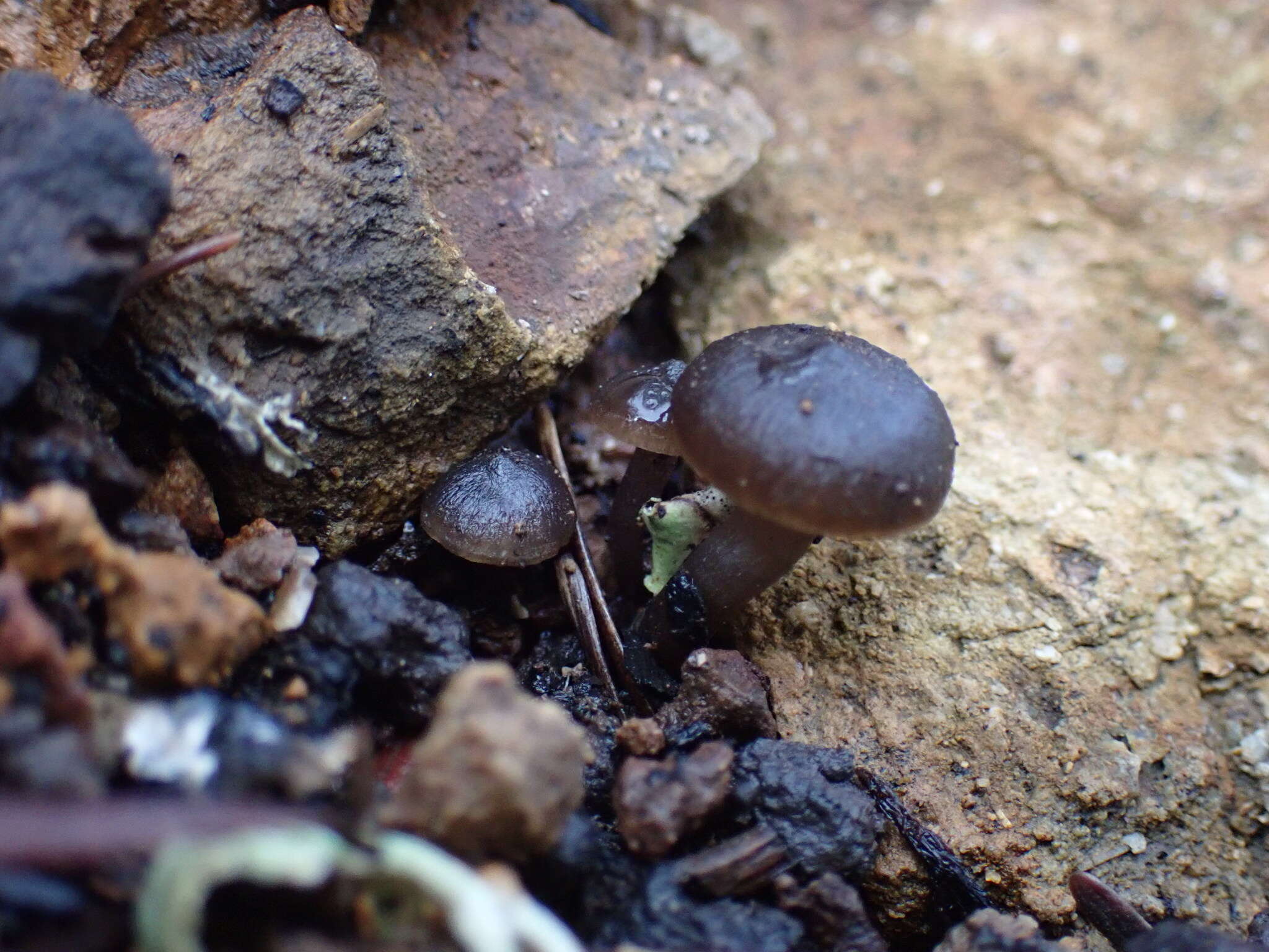 Image of Tephrocybe anthracophila (Lasch) P. D. Orton 1969