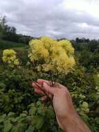 Thalictrum speciosissimum L. resmi