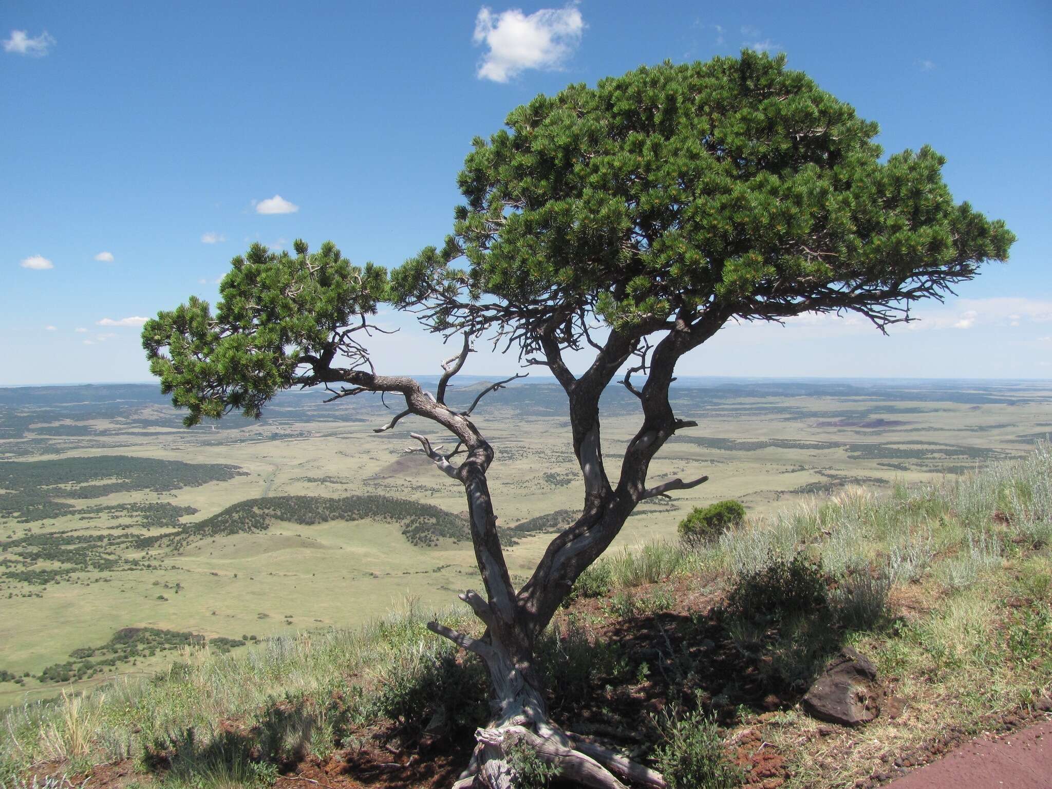 Image of Colorado Pinyon