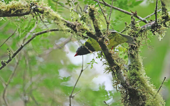 Image of Green-and-black Fruiteater