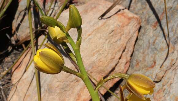 Eulophia platypetala Lindl.的圖片