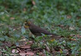 صورة Turdus nudigenis Lafresnaye 1848