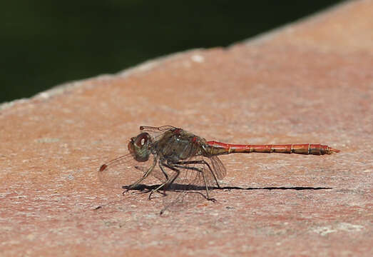 Image of Desert Darter