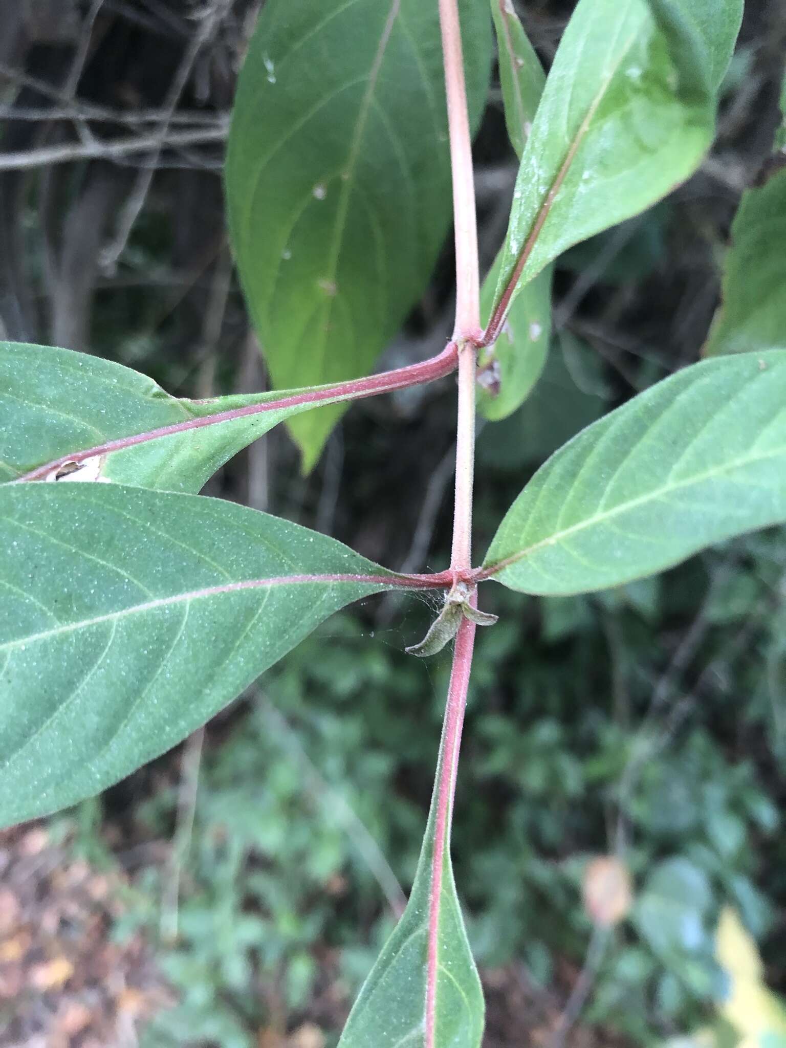 Image of Hamelia patens var. patens