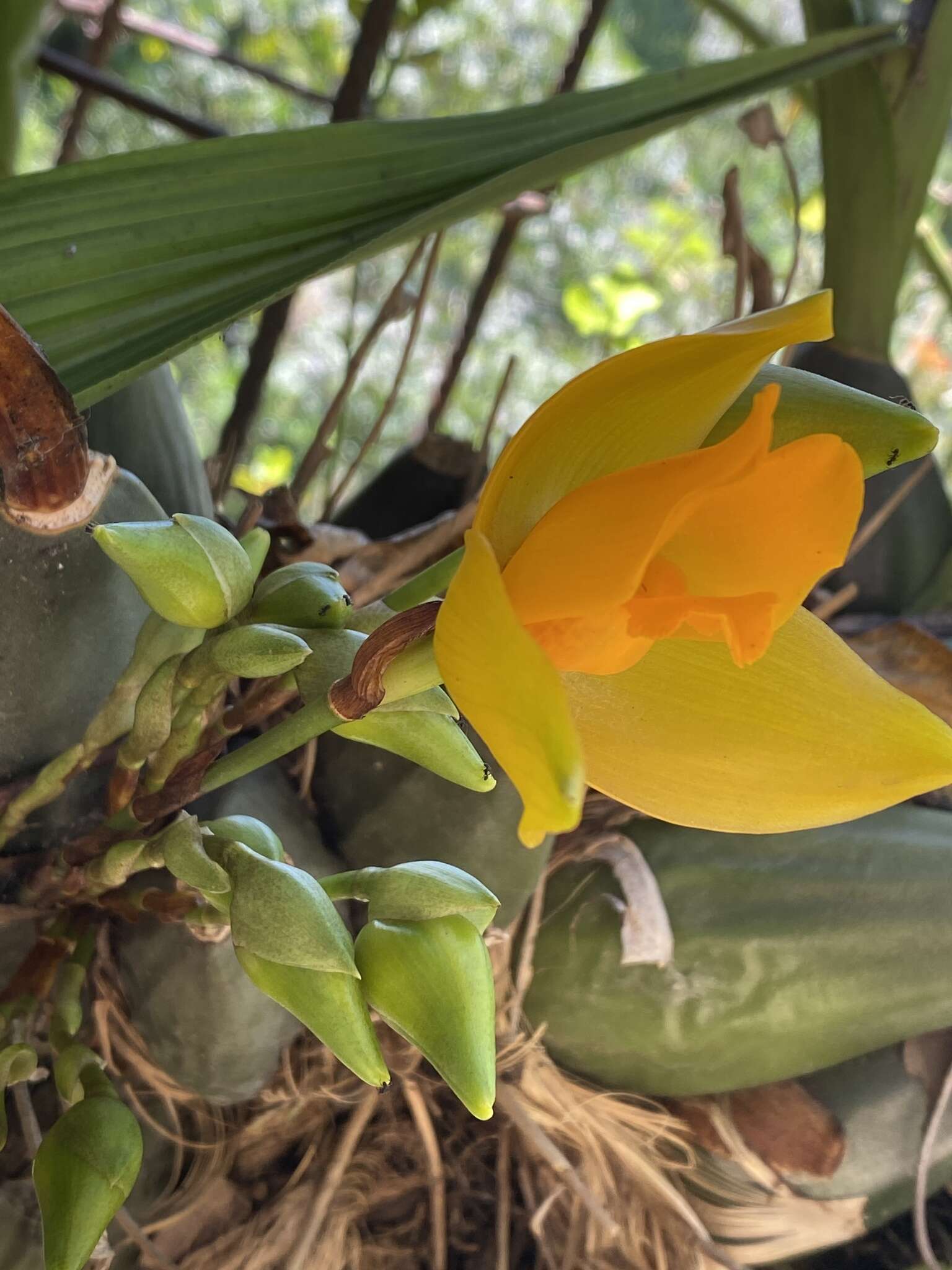 Imagem de Lycaste cruenta (Lindl.) Lindl.