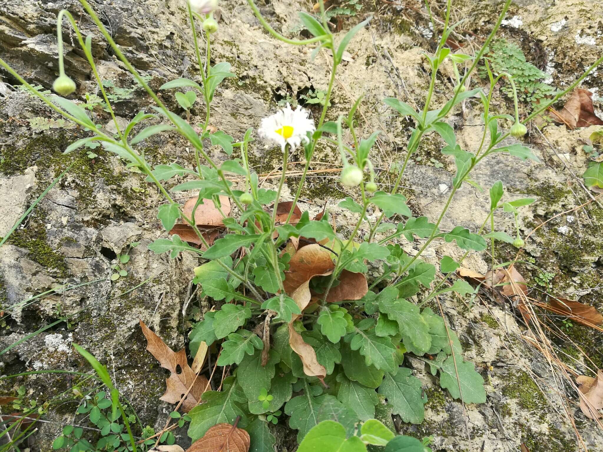 Слика од Erigeron dryophyllus A. Gray