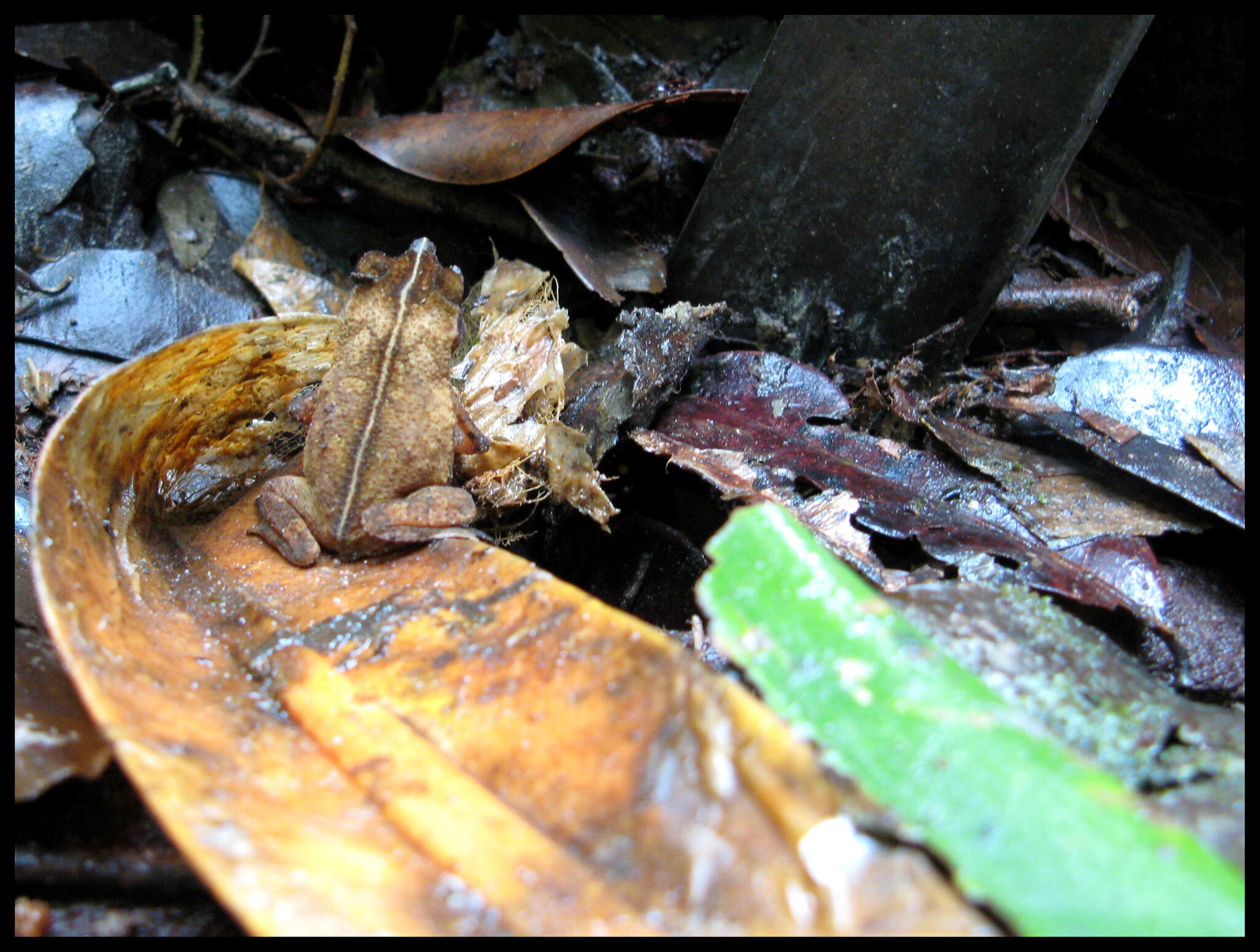 Image of Rhinella castaneotica (Caldwell 1991)