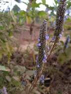 Sivun Salvia lavanduloides Kunth kuva