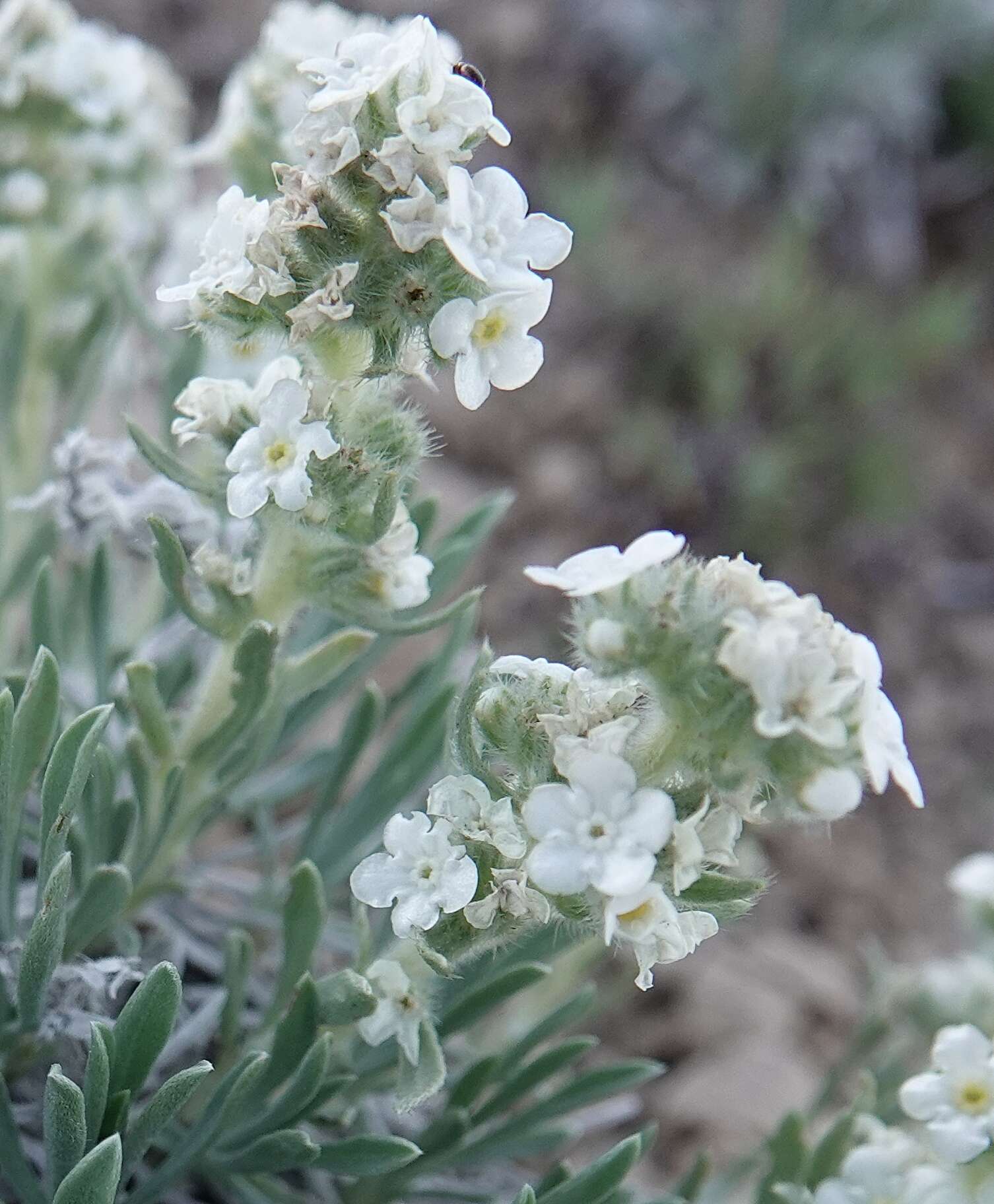 Plancia ëd Oreocarya cana A. Nels.