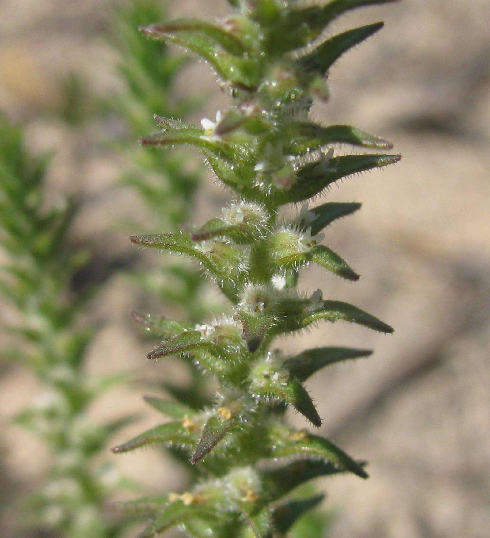 Image of Chenopodiopsis hirta (L. fil.) O. M. Hilliard