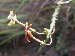 Image de Jamesbrittenia atropurpurea subsp. atropurpurea