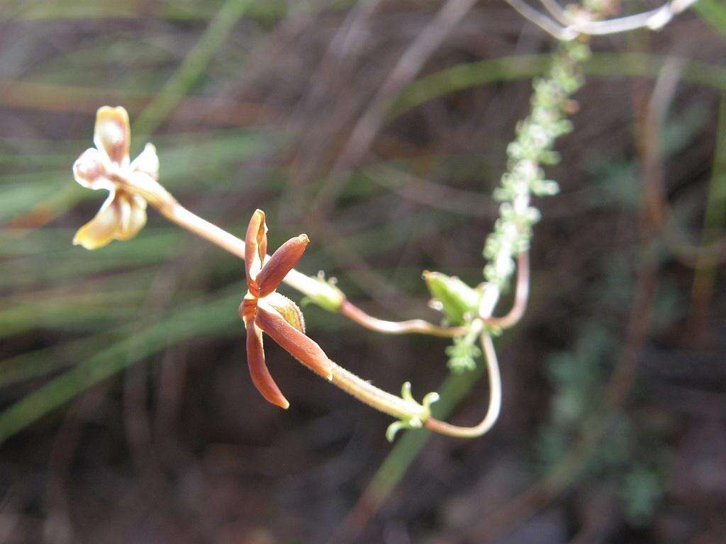 Image de Jamesbrittenia atropurpurea subsp. atropurpurea