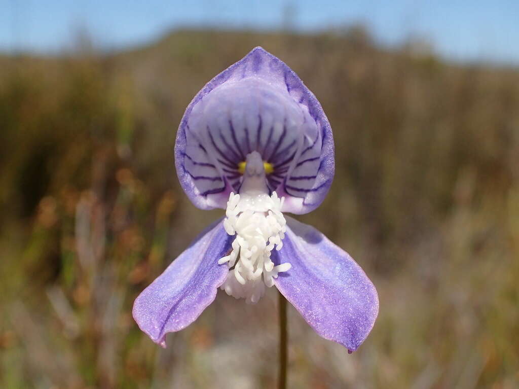 Image de Disa venusta Bolus