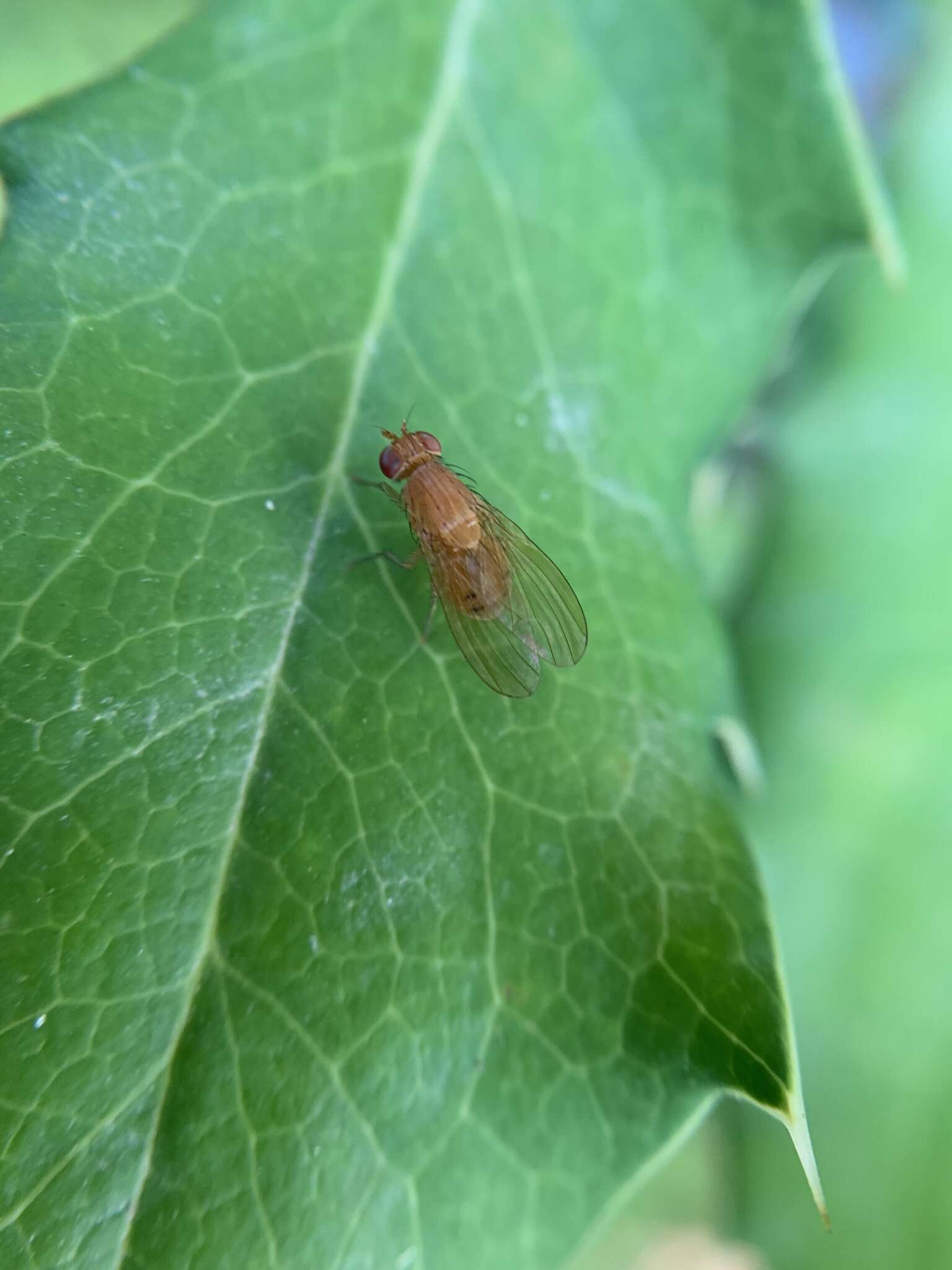 Image of Sapromyzosoma laevatrispina