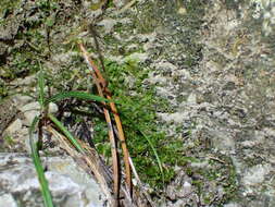Image of <i>Hydrogonium croceum</i>