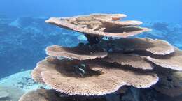 Image of Staghorn coral