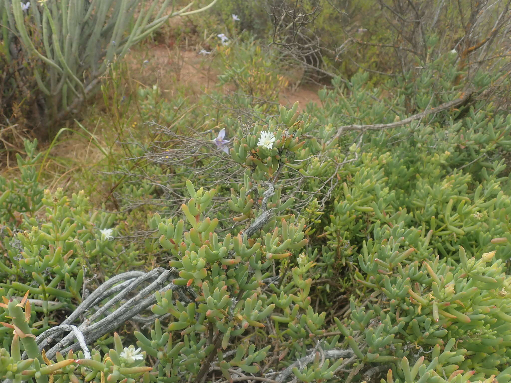 صورة Delosperma subincanum (Haw.) Schwant.