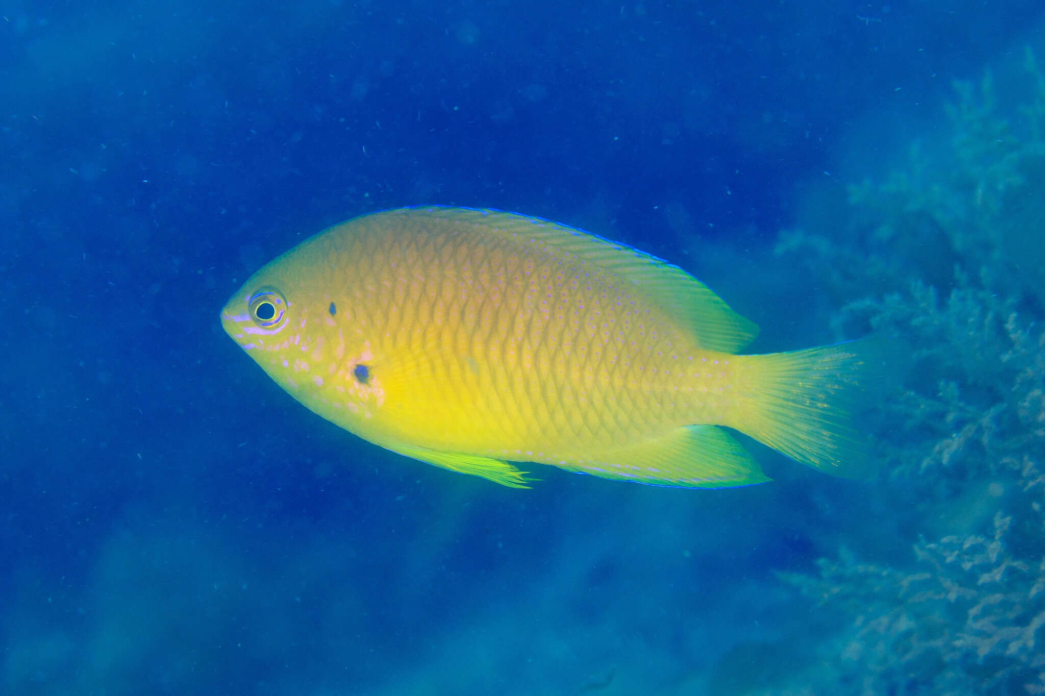 Image of Ambon damsel