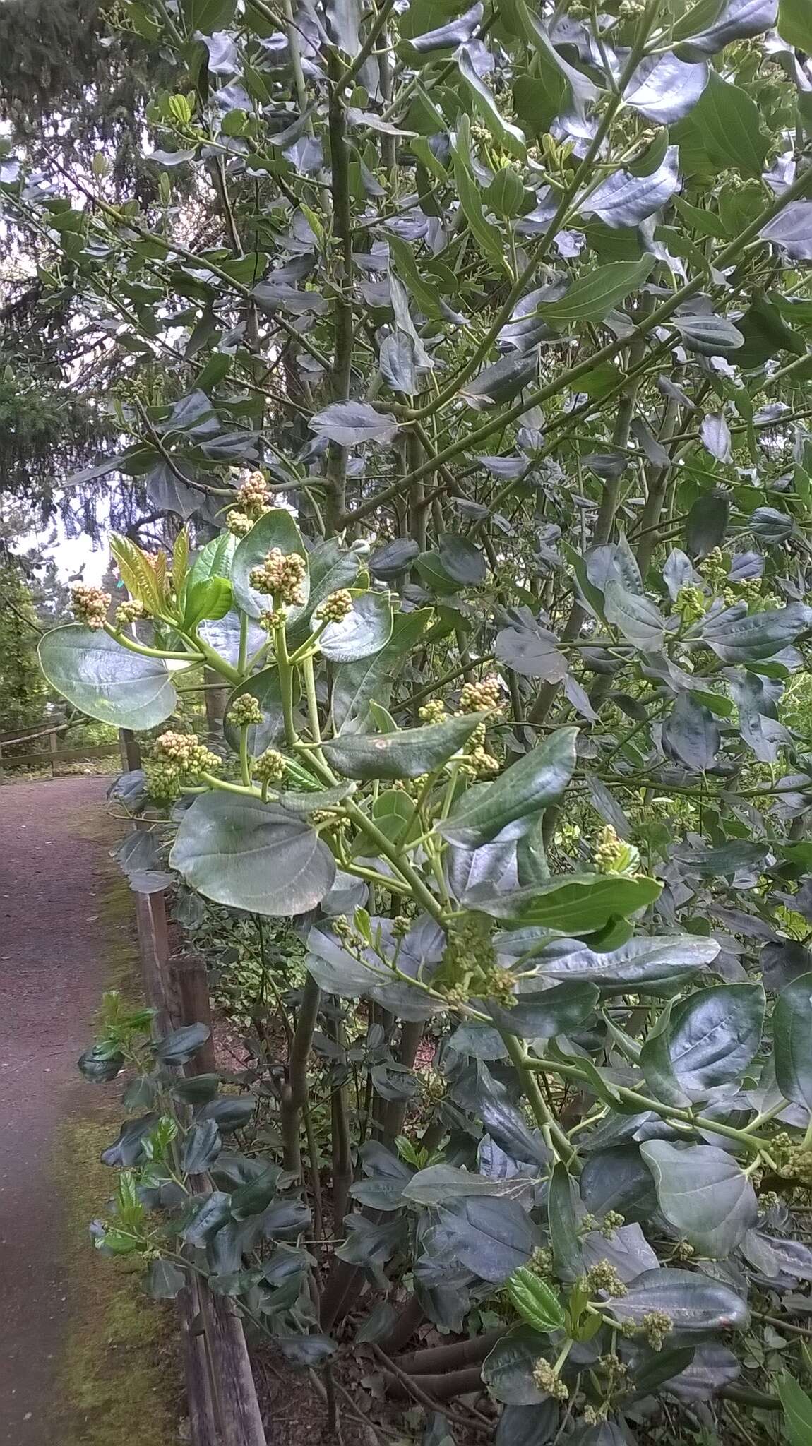 Ceanothus velutinus var. laevigatus Torr. & A. Gray resmi