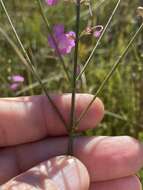 Image of Scale-Leaf False Foxglove