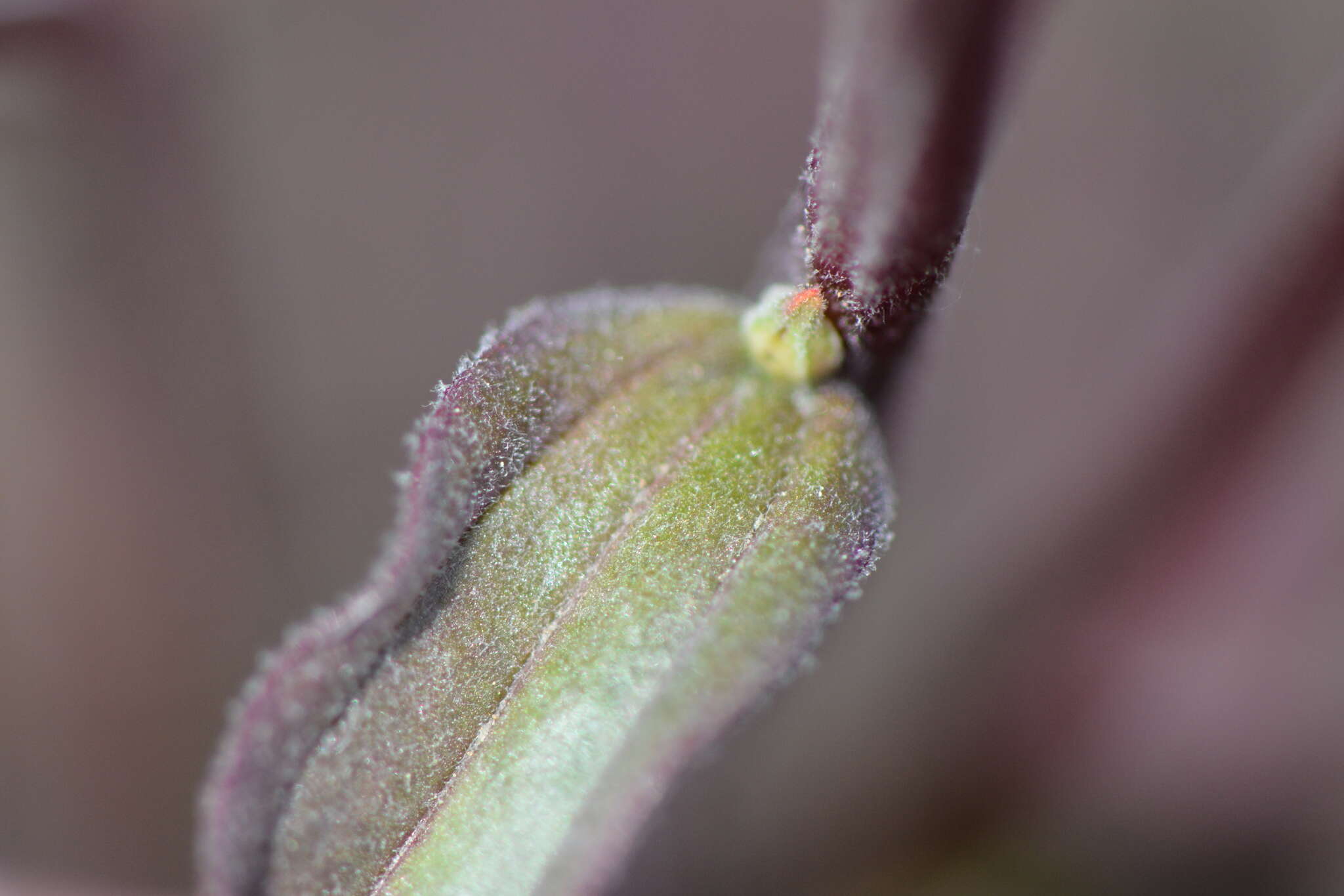 Image of longleaf Indian paintbrush